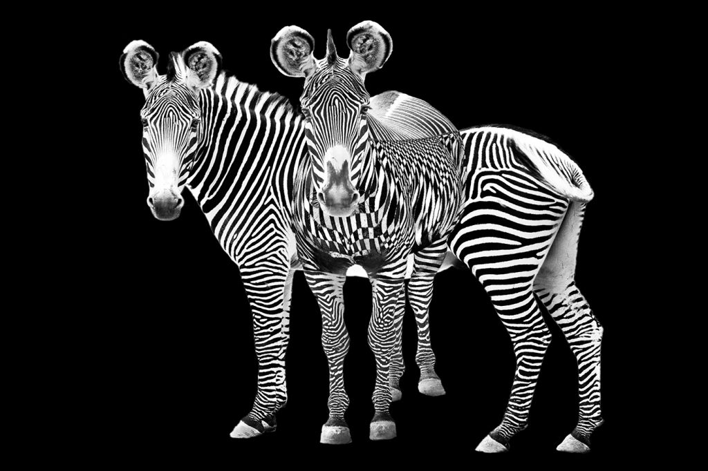 Zebra Overlap - Howard Hunt